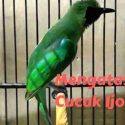 cara mengatasi cucak ijo salto