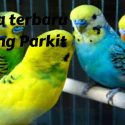 haga burung parkit
