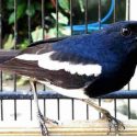 harga burung kacer
