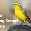 harga burung kenari