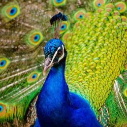 burung merak