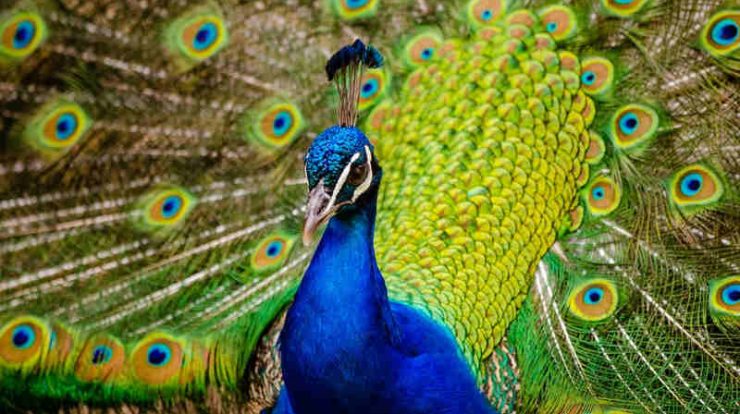 burung merak