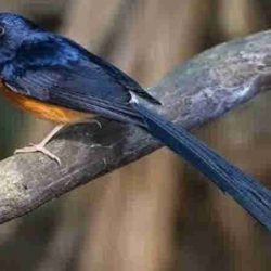 harga burung murai batu lampung