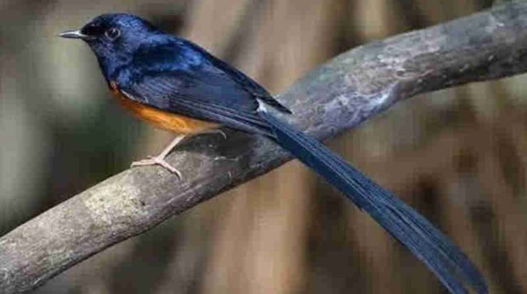 harga burung murai batu lampung
