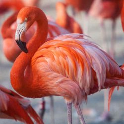 burung omnivora flamingo