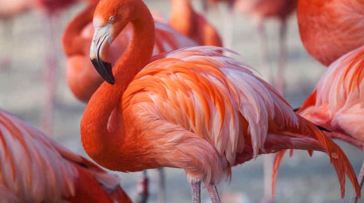 burung omnivora flamingo