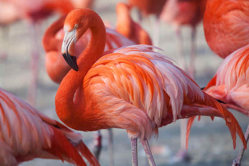 burung omnivora flamingo