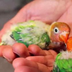 anakan lovebird konslet by Wikicau