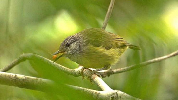  Gambar Burung Opior Jawa Jantan Dan Betina 