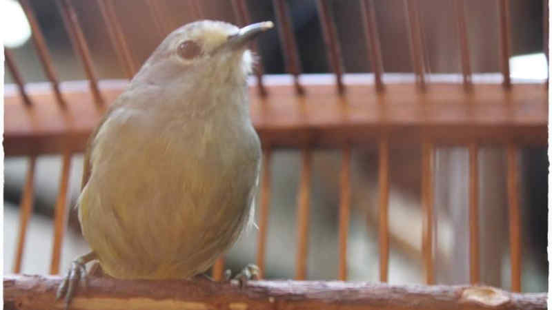 burung opior jawa by Wikicau