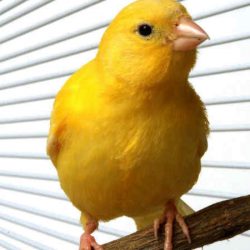 cara memandikan dan menjemur burung kenari by Wikicau