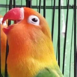 cara mencetak lovebird konslet by Wikicau