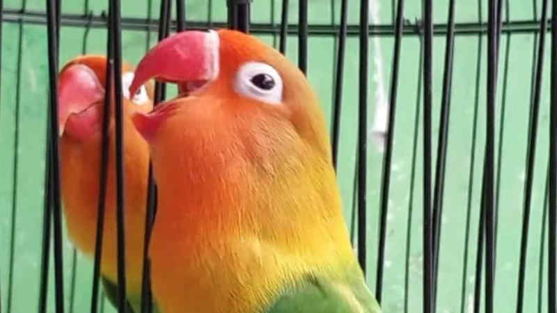 Cara merawat Lovebird muda sedikit berbeda dengan cara merawat Lovebird remaja Cara Merawat Lovebird Muda Agar Rajin Bunyi  Ngekek Panjang