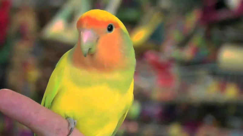 Cara merawat Lovebird muda sedikit berbeda dengan cara merawat Lovebird remaja Cara Merawat Lovebird Muda Agar Rajin Bunyi  Ngekek Panjang