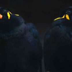Download Suara Burung Beo Gacor Alami dan Bicara by Wikicau.com