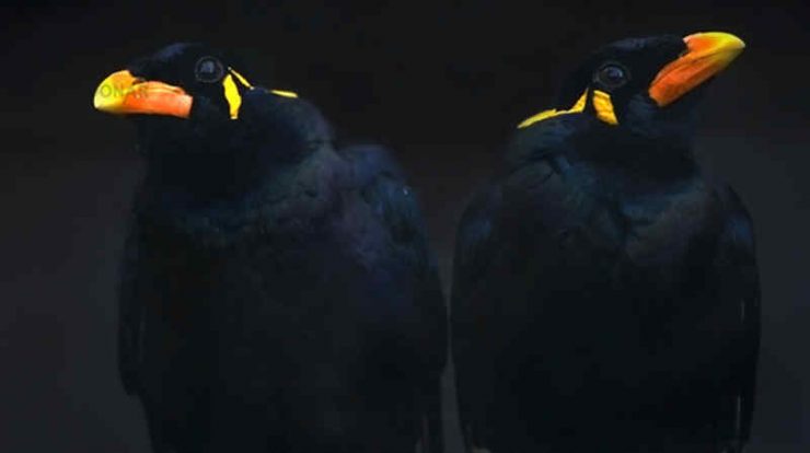 Download Suara Burung Beo Gacor Alami dan Bicara by Wikicau.com
