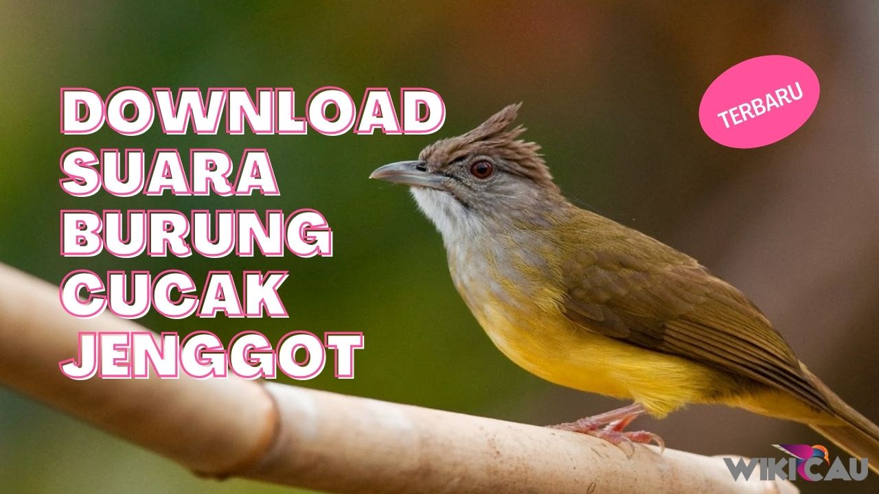 Download Suara Burung Cucak Jenggot