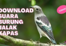 Download Suara Burung Jalak Kapas by Wikicau