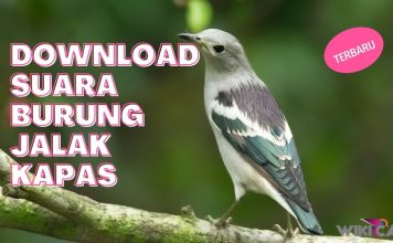 Download Suara Burung Jalak Kapas by Wikicau