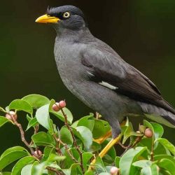 Download Suara Burung Jalak Kebo Mp3 Untuk Masteran by Wikicau
