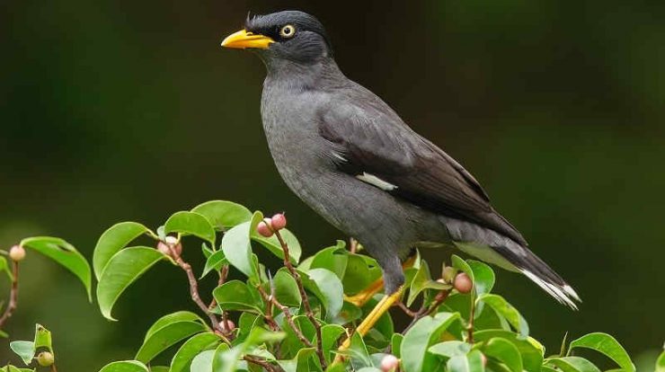 Gambar Burung Jalak Hd  Kumpulan Gambar Bagus