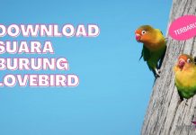 Download Suara Burung Lovebird by Androbuntu