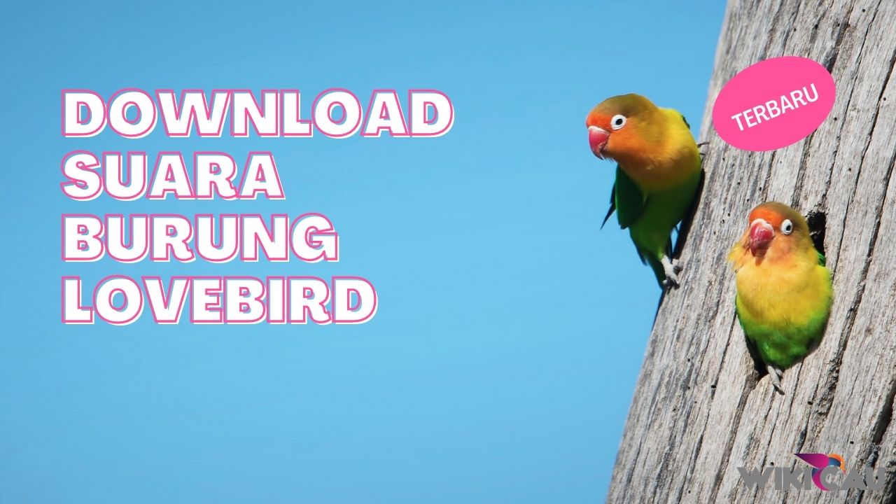 Download Suara Burung Lovebird by Androbuntu