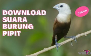 Download Suara Burung Pipit by Wikicau
