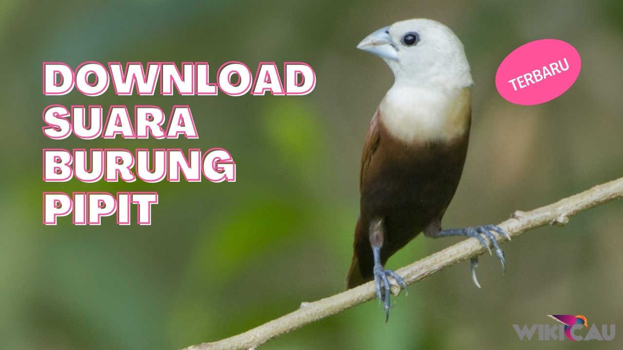 Download Suara Burung Pipit by Wikicau