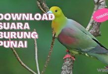 Download Suara Burung Punai by Wikicau