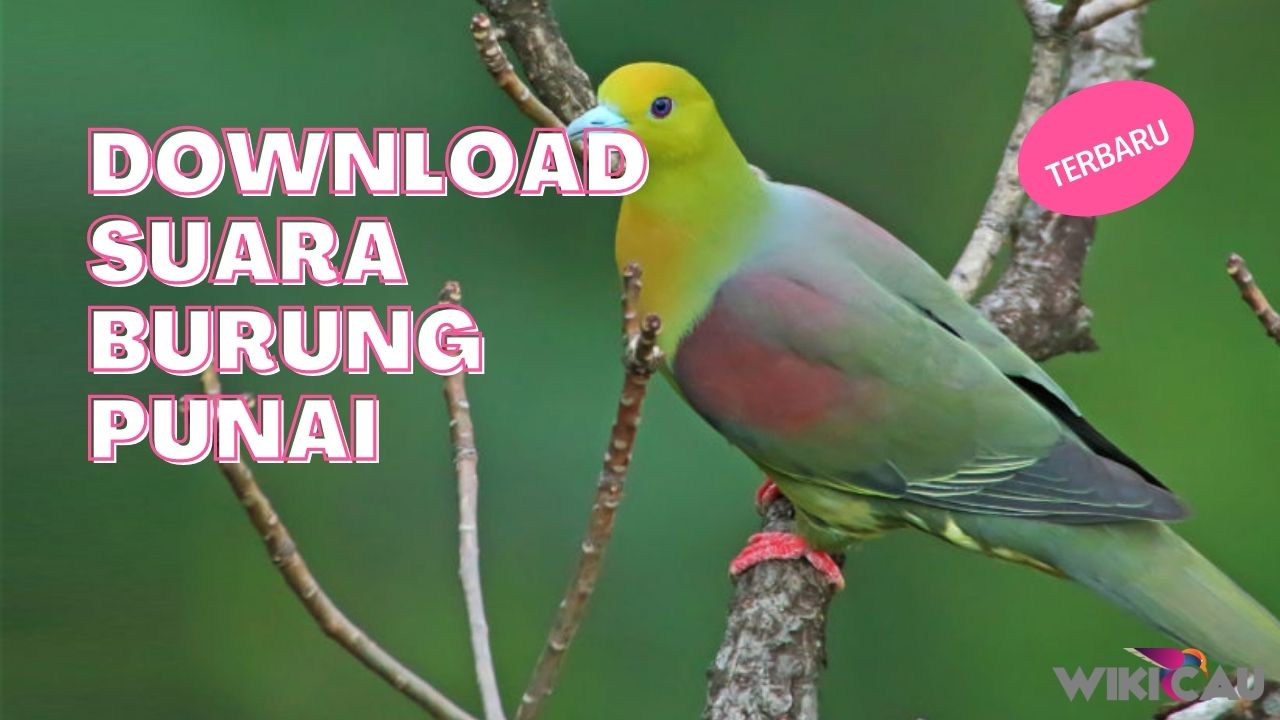 Download Suara Burung Punai by Wikicau