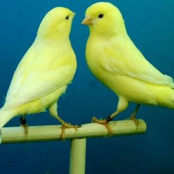 download suara burung kenari by Wikicau