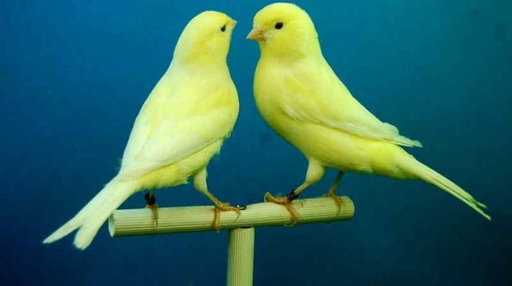 download suara burung kenari by Wikicau