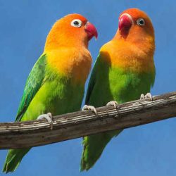 download suara burung lovebird by Wikicau