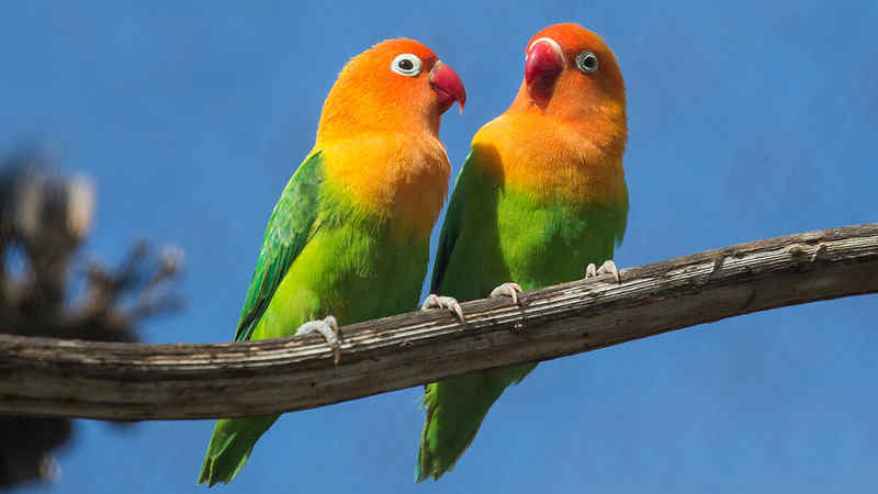 download suara burung lovebird by Wikicau