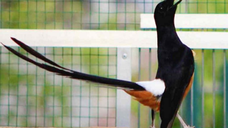 √ Download Suara Murai Batu Medan Terbaik Mp3 (Terbaru)