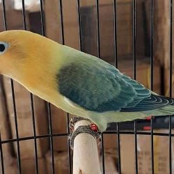 lovebird euwing