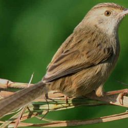 download suara burung ciblek by Wikicau