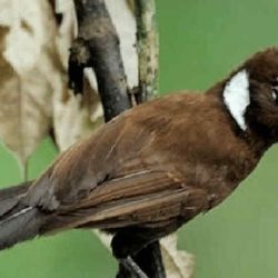 download suara burung cililin untuk masteran by Wikicau