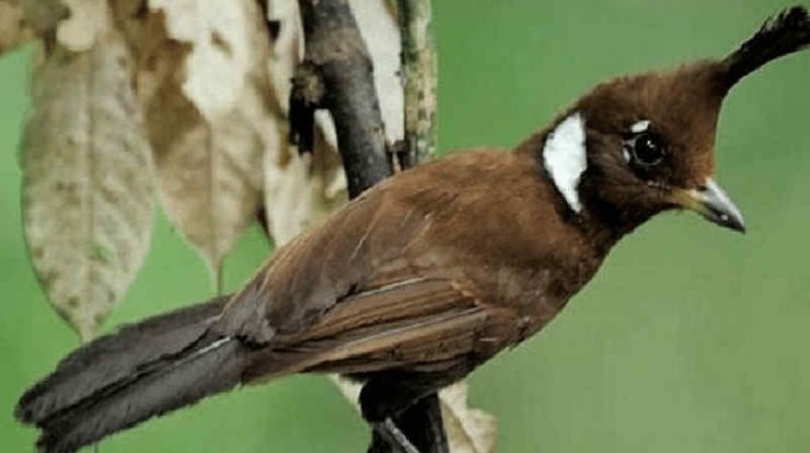 download suara burung cililin untuk masteran by Wikicau