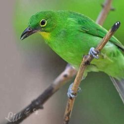 download suara burung cucak ijo untuk masteran by Wikicau