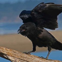 download suara burung gagak by Wikicau.com 1