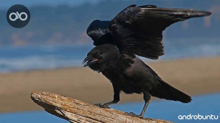 download suara burung gagak by Wikicau.com 1