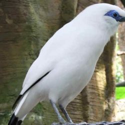 download suara burung jalak bali by Wikicau.com