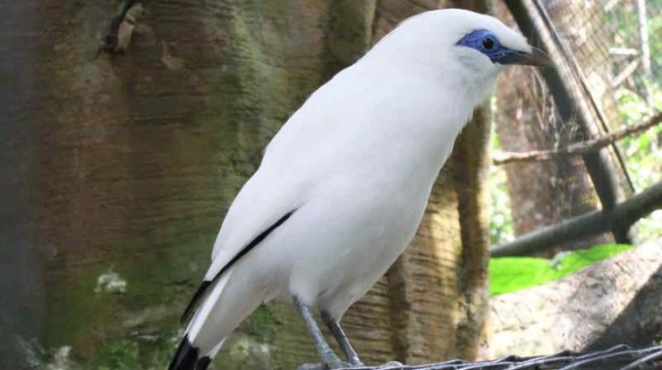 download suara burung jalak bali by Wikicau.com