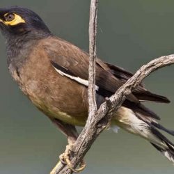 download suara burung jalak nias by Wikicau