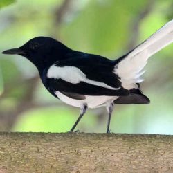 download suara burung kacer by Wikicau
