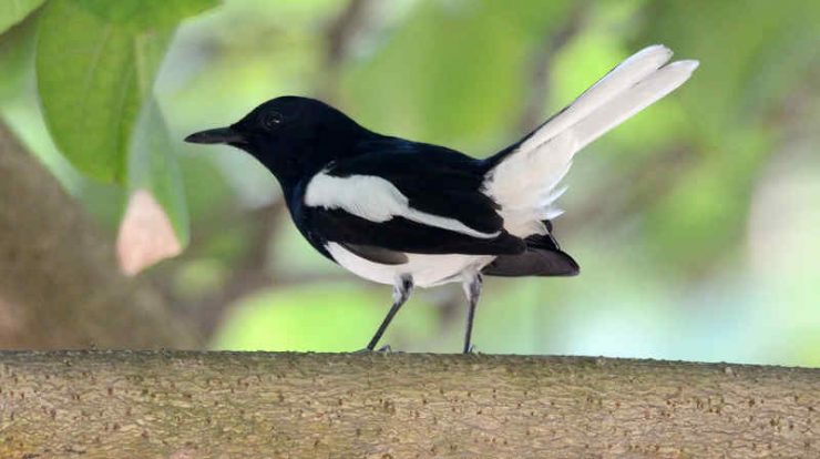 download suara burung kacer by Wikicau