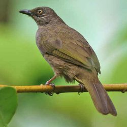 download suara burung kapas tembak by Wikicau.com