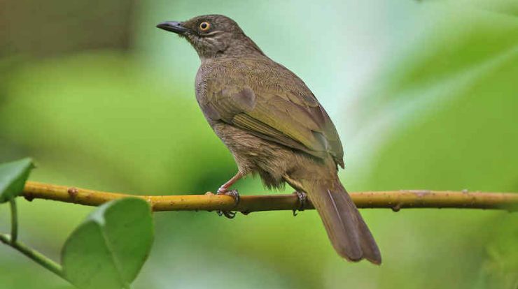 download suara burung kapas tembak by Wikicau.com